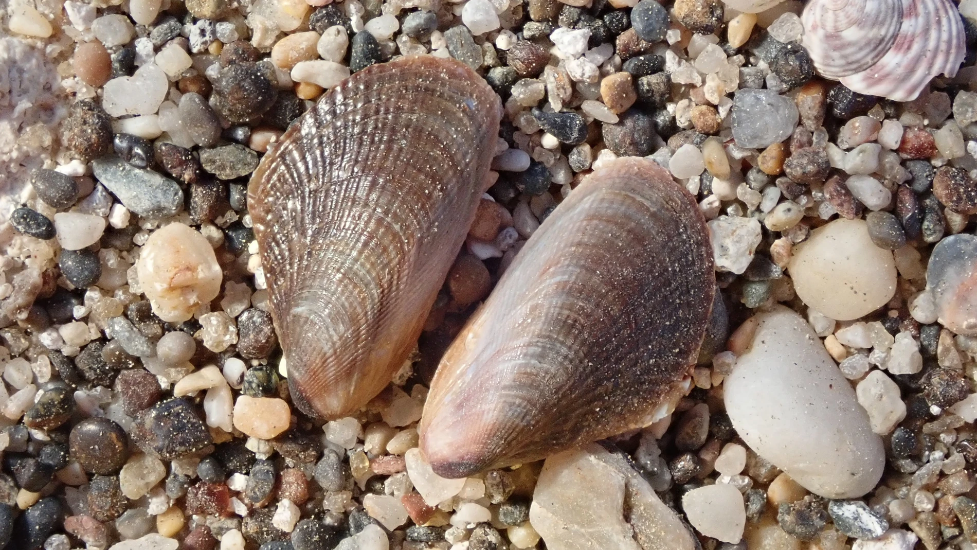 Ejemplares de mejillón egipcio --'Brachidontes pharaonis'-- detectados en aguas de Carboneras (Almería). REMITIDA / HANDOUT por Junta de Andalucía Fotografía remitida a medios de comunicación exclusivamente para ilustrar la noticia a la que hace referencia la imagen, y citando la procedencia de la imagen en la firma 09/09/2025