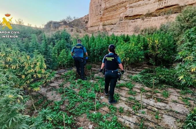 Almería.-Sucesos.-Tres detenidos en El Ejido tras desmantelar una plantación con más de 2.000 plantas de marihuana