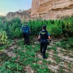 Almería.-Sucesos.-Tres detenidos en El Ejido tras desmantelar una plantación con más de 2.000 plantas de marihuana