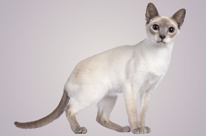 La raza de gatos que está petándolo ahora mismo es una de las más jóvenes