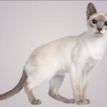 La raza de gatos que está petándolo ahora mismo es una de las más jóvenes
