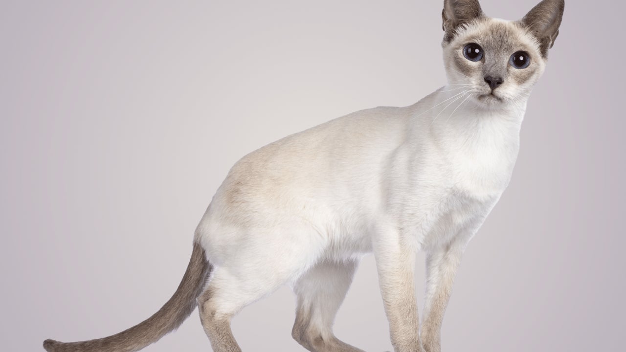 La raza de gatos que está petándolo ahora mismo es una de las más jóvenes