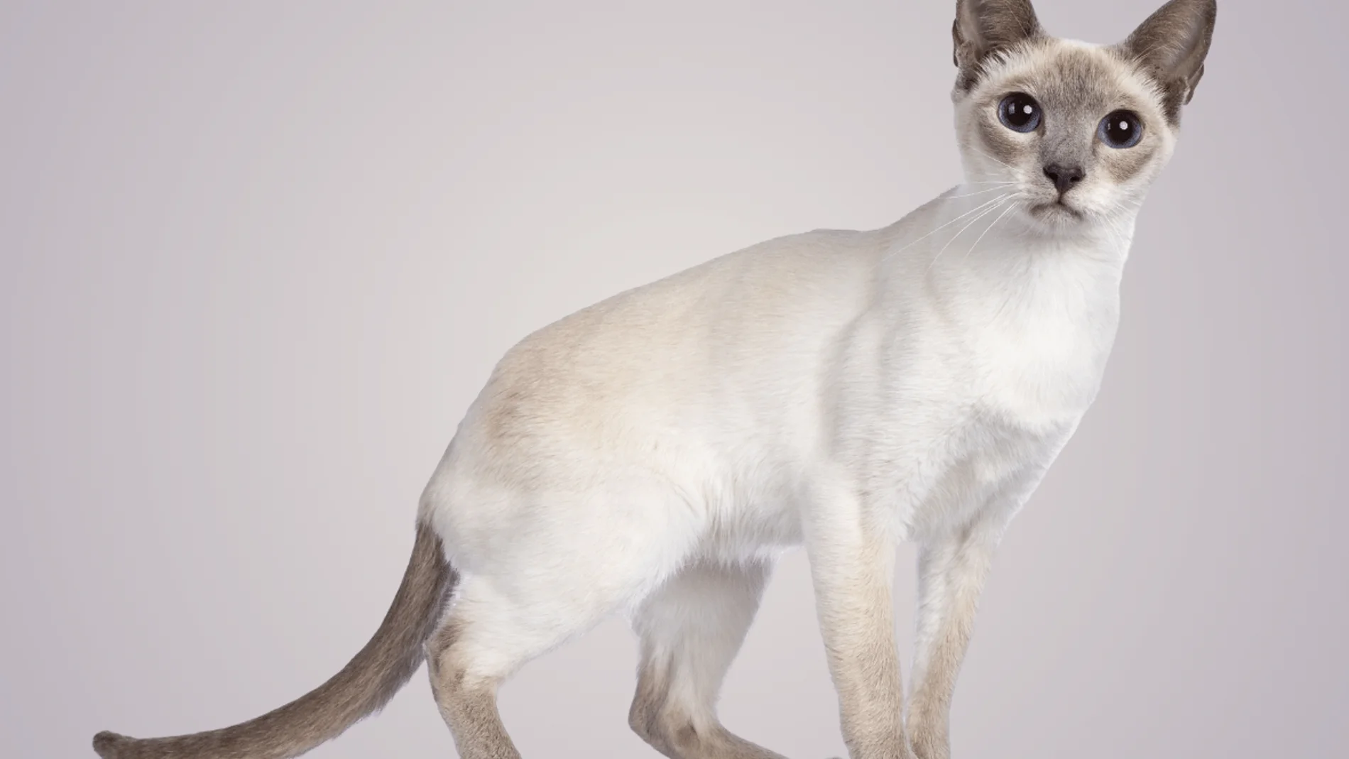 La raza de gatos que está petándolo ahora mismo es una de las más jóvenes