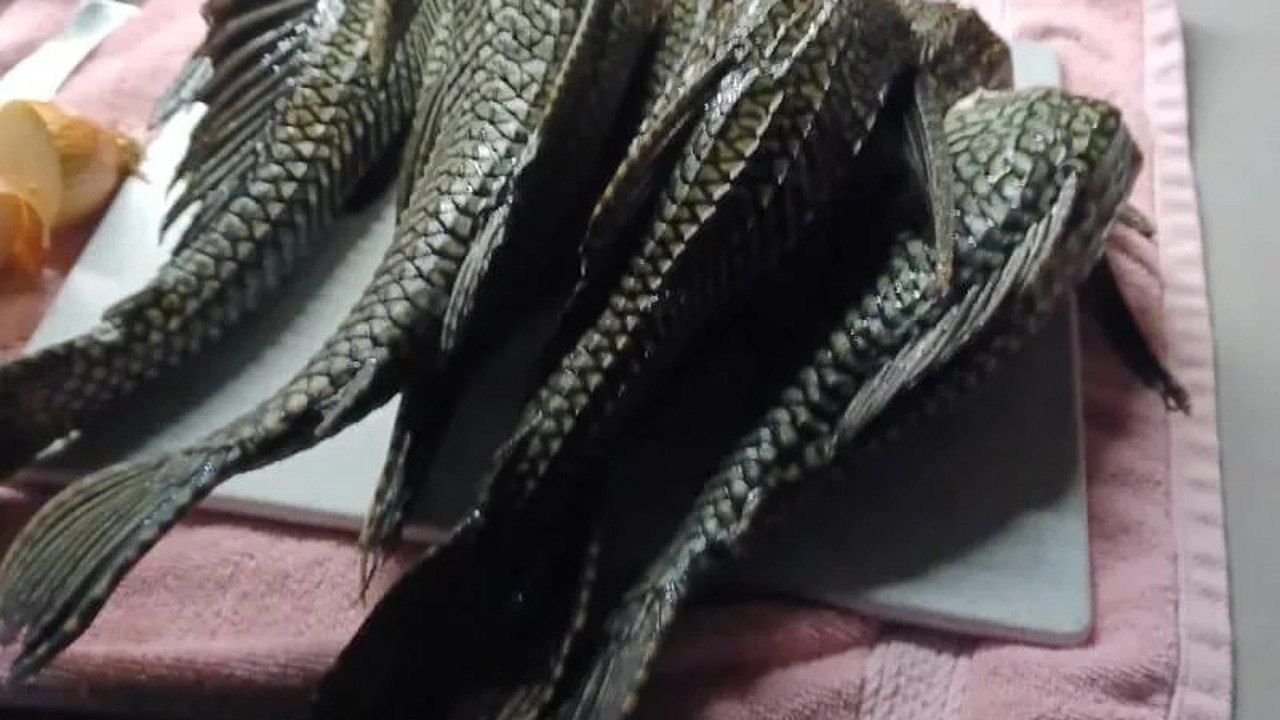 El pez invasor que amenaza los ríos y pone en riesgo a las especies autóctonas