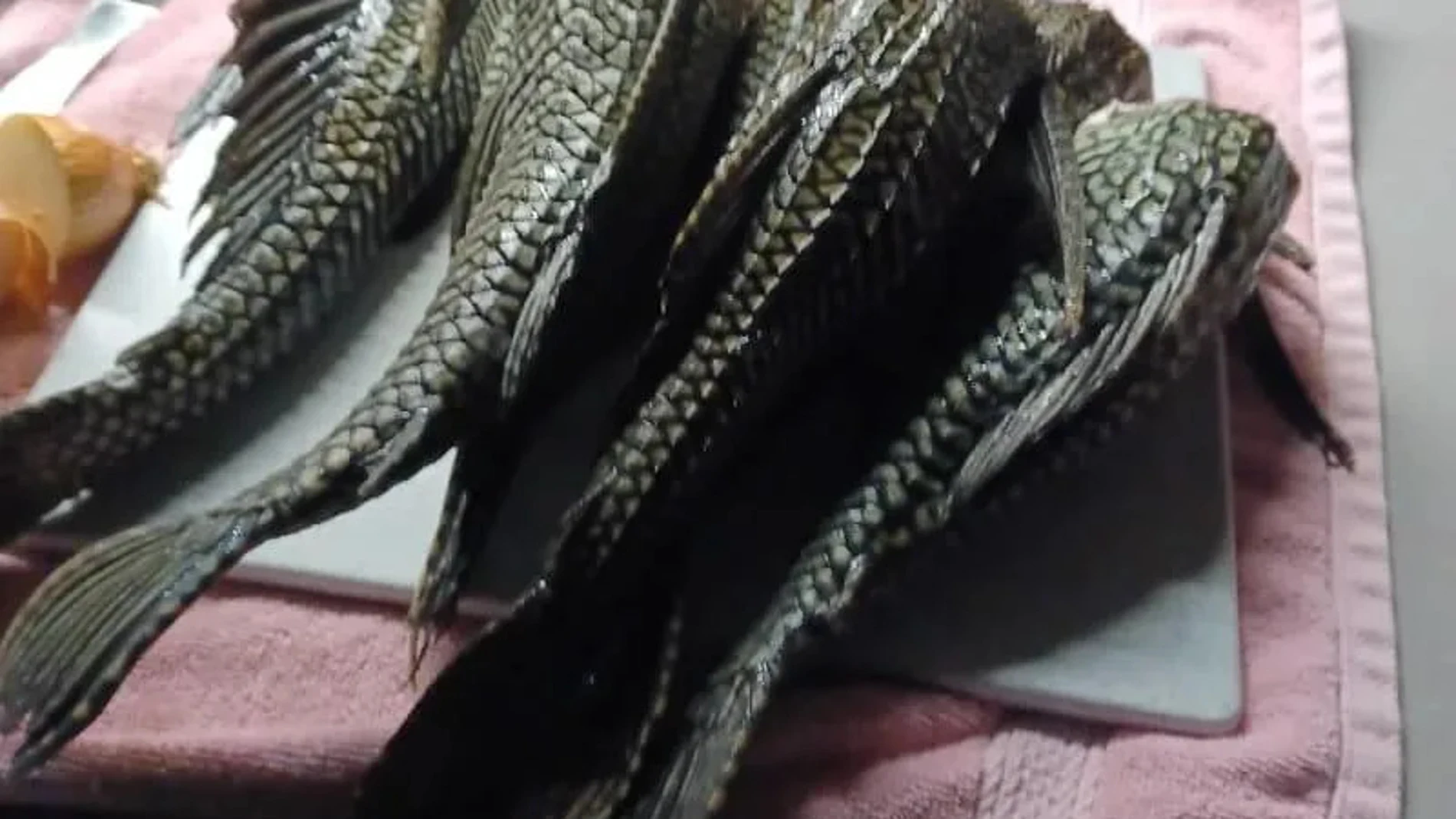 El pez invasor que amenaza los ríos y pone en riesgo a las especies autóctonas