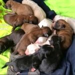 Investigado un vecino de Tomiño (Pontevedra) por supuestamente enterrar vivos a varios cachorros de perro