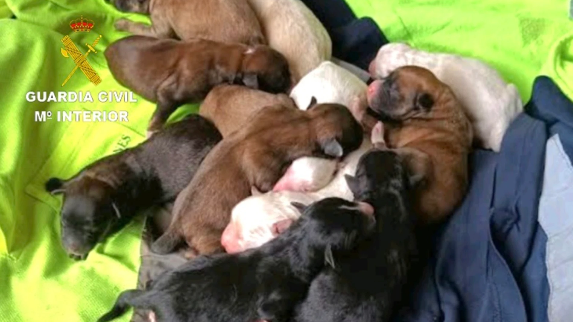 La Guardia Civil investiga a un vecino de Tomiño (Pontevedra) por un delito de maltrato animal, por supuestamente enterrar vivos a varios cachorros de perro. REMITIDA / HANDOUT por Guardia Civil Fotografía remitida a medios de comunicación exclusivamente para ilustrar la noticia a la que hace referencia la imagen, y citando la procedencia de la imagen en la firma 09/09/2025