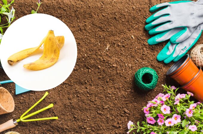 Para qué sirve dejar cáscaras de plátano en la tierra del jardín y cuáles son sus beneficios
