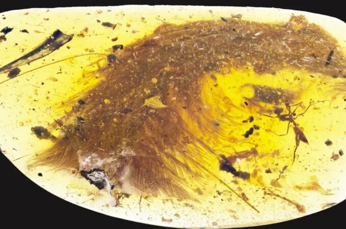No es 'Jurassic Park', pero han encontrado a un dinosaurio en ámbar