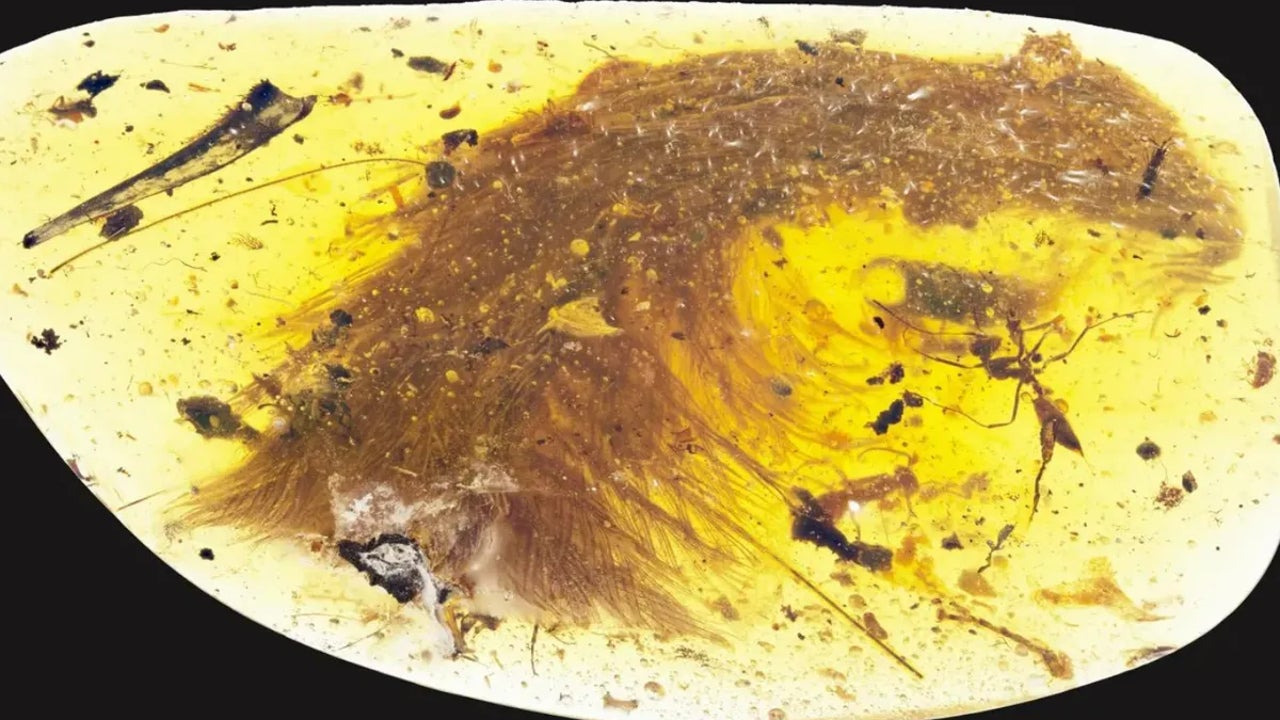 No es 'Jurassic Park', pero han encontrado a un dinosaurio en ámbar