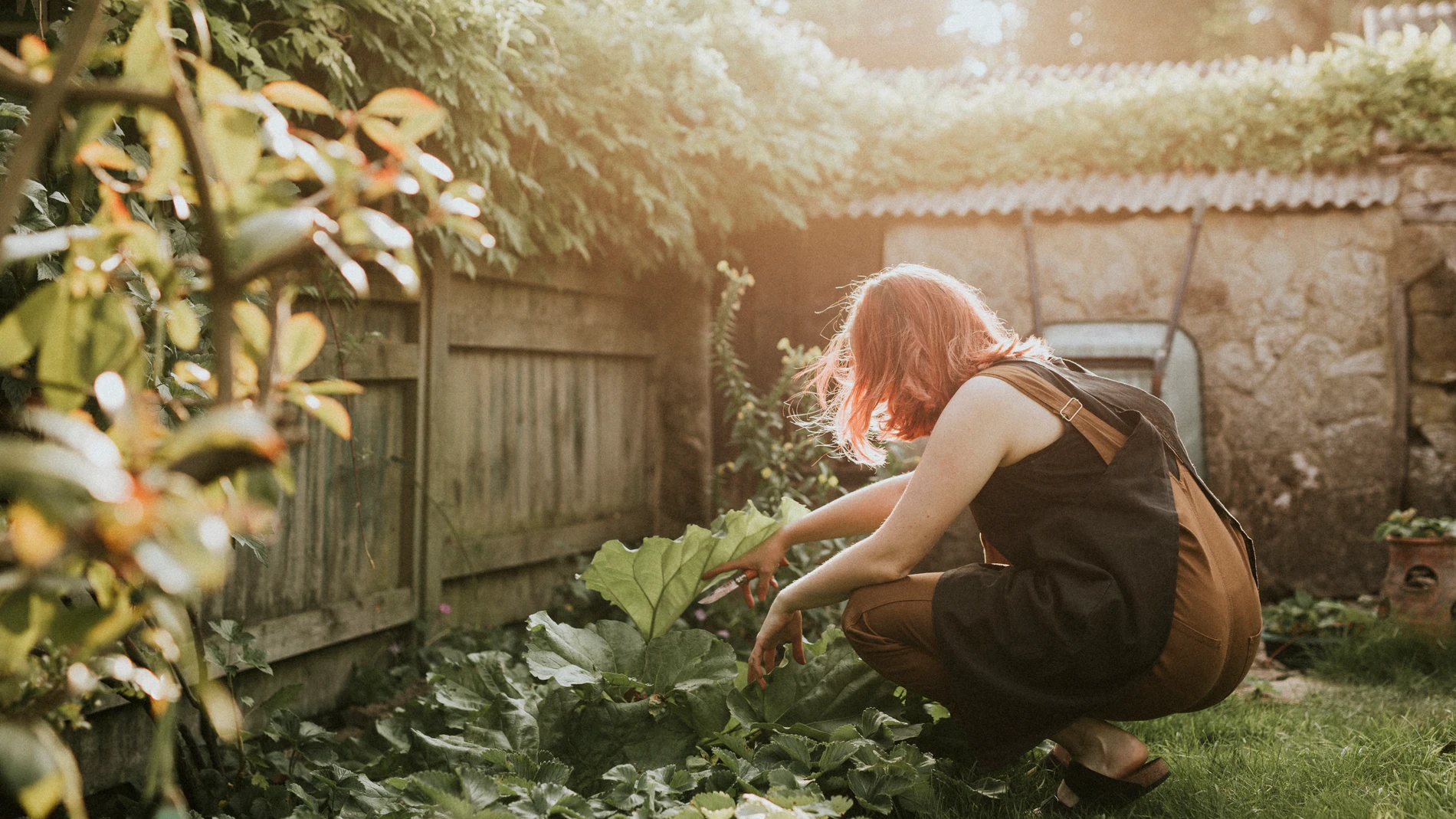 Altura máxima de setos de jardín en España: el límite que no pueden rebasar según la ley