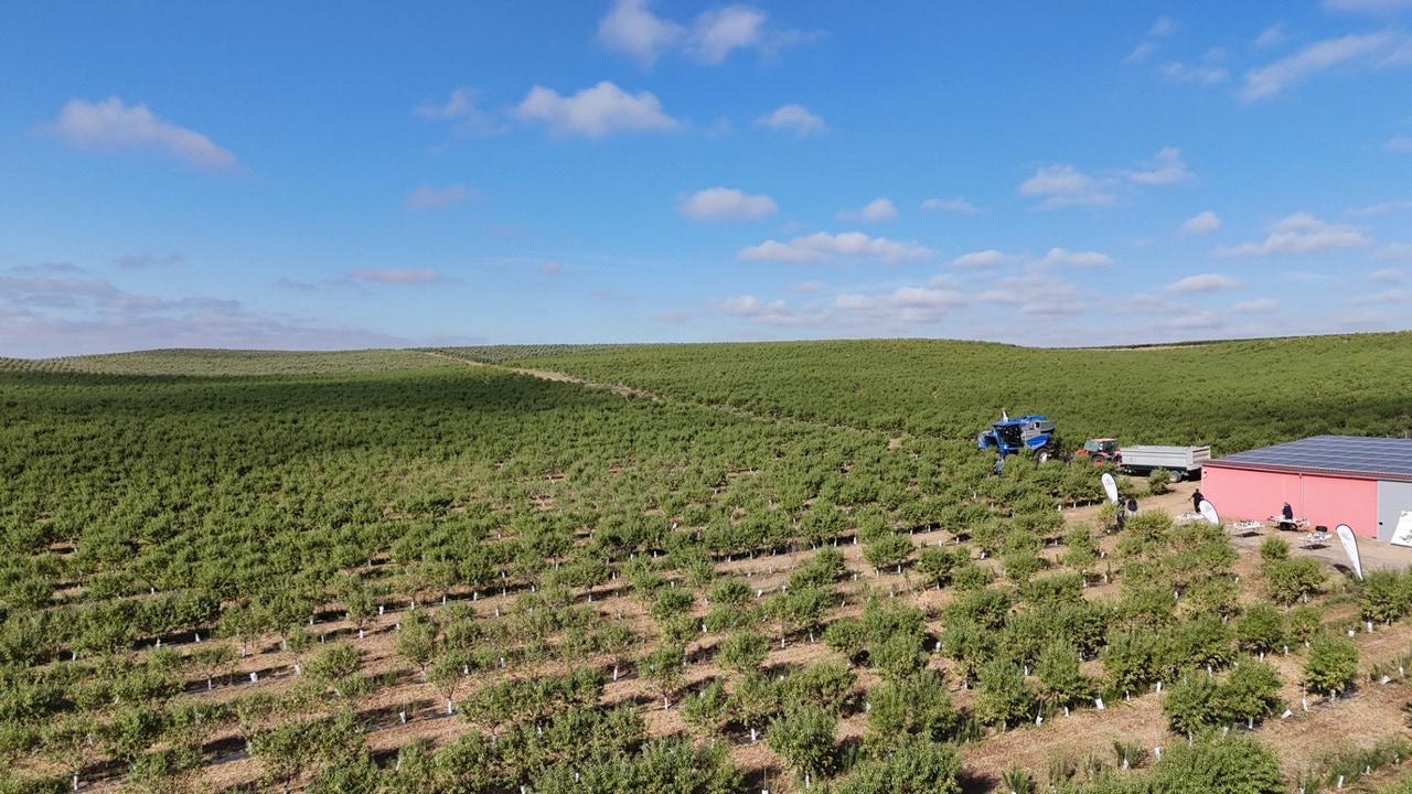 Finca Matarromera, ejemplo de rentabilidad en almendro en seto con riego deficitario