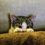 ¿Microchip en los gatos? Es obligatorio y esto es lo que necesitas saber