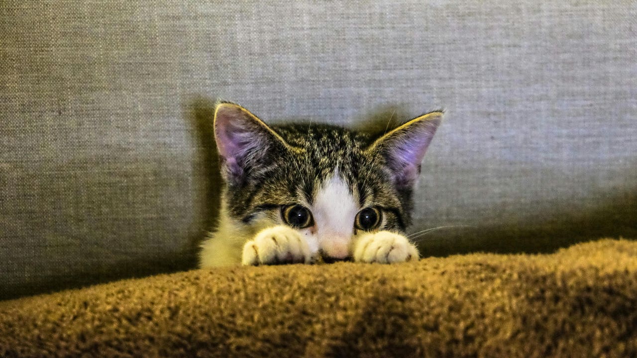 ¿Microchip en los gatos? Es obligatorio y esto es lo que necesitas saber
