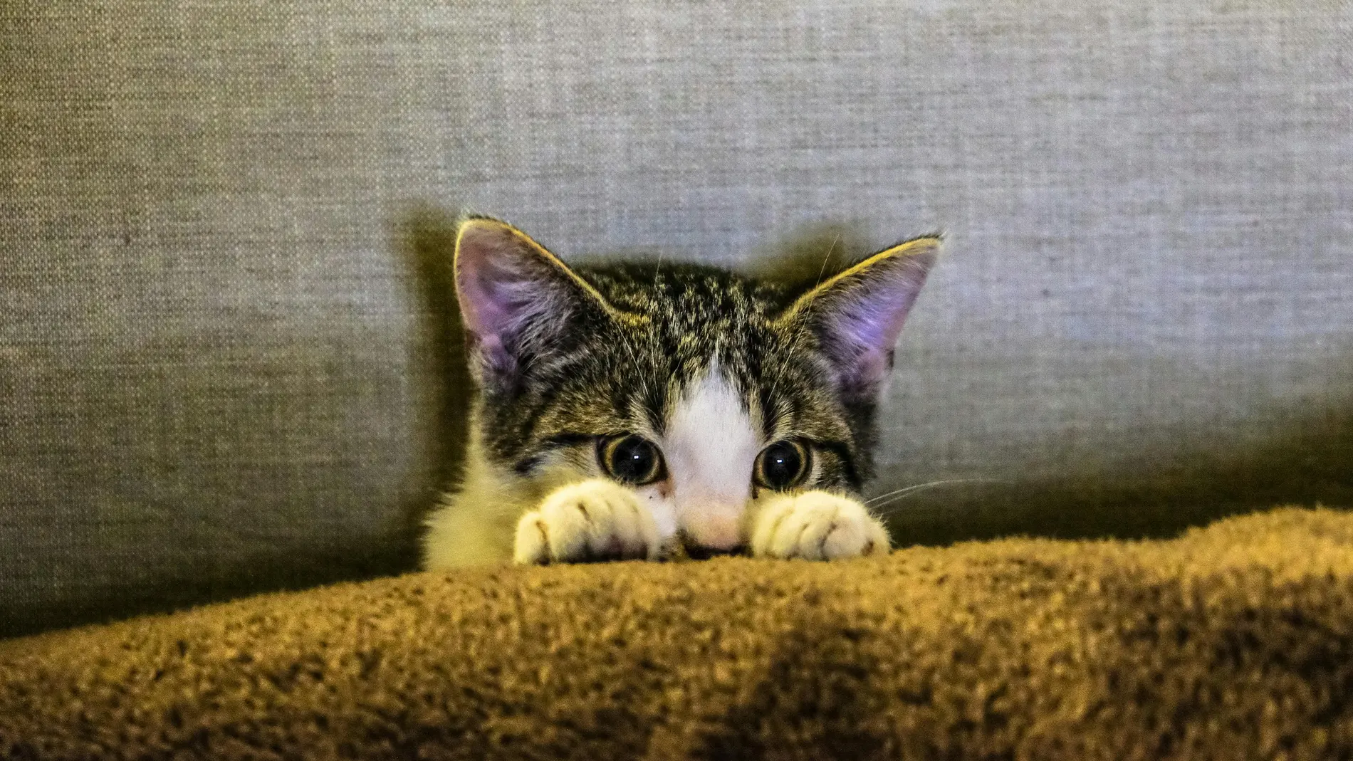 ¿Microchip en los gatos? Es obligatorio y esto es lo que necesitas saber