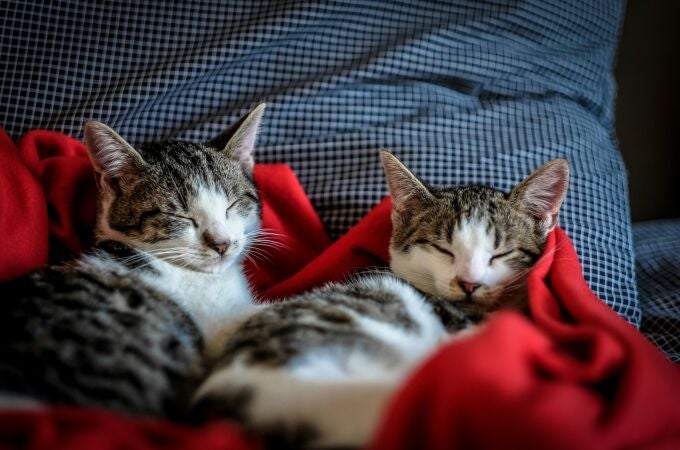 ¿Cómo sé si mi gato está en el peso ideal? Este es el truco para saberlo al instante sin báscula