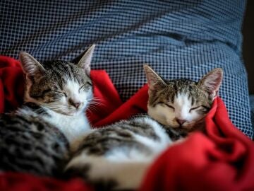 &iquest;C&oacute;mo s&eacute; si mi gato est&aacute; en el peso ideal? Este es el truco para saberlo al instante sin b&aacute;scula