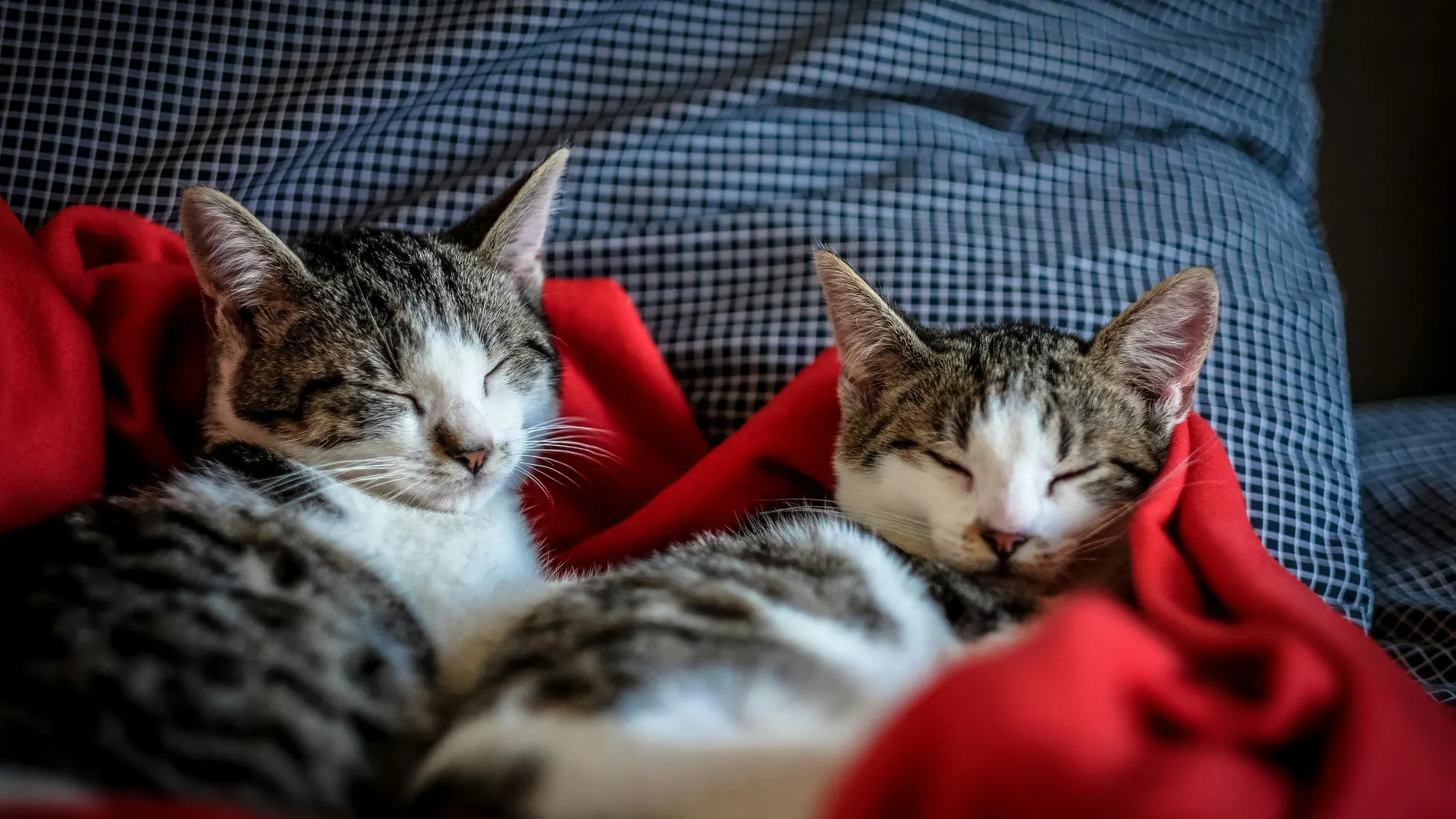 ¿Cómo sé si mi gato está en el peso ideal? Este es el truco para saberlo al instante sin báscula