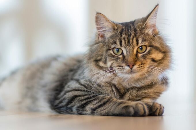 ¿Es buena idea que los gatos duerman en la cama del humano? Pocos lo saben, pero es una decisión crucial