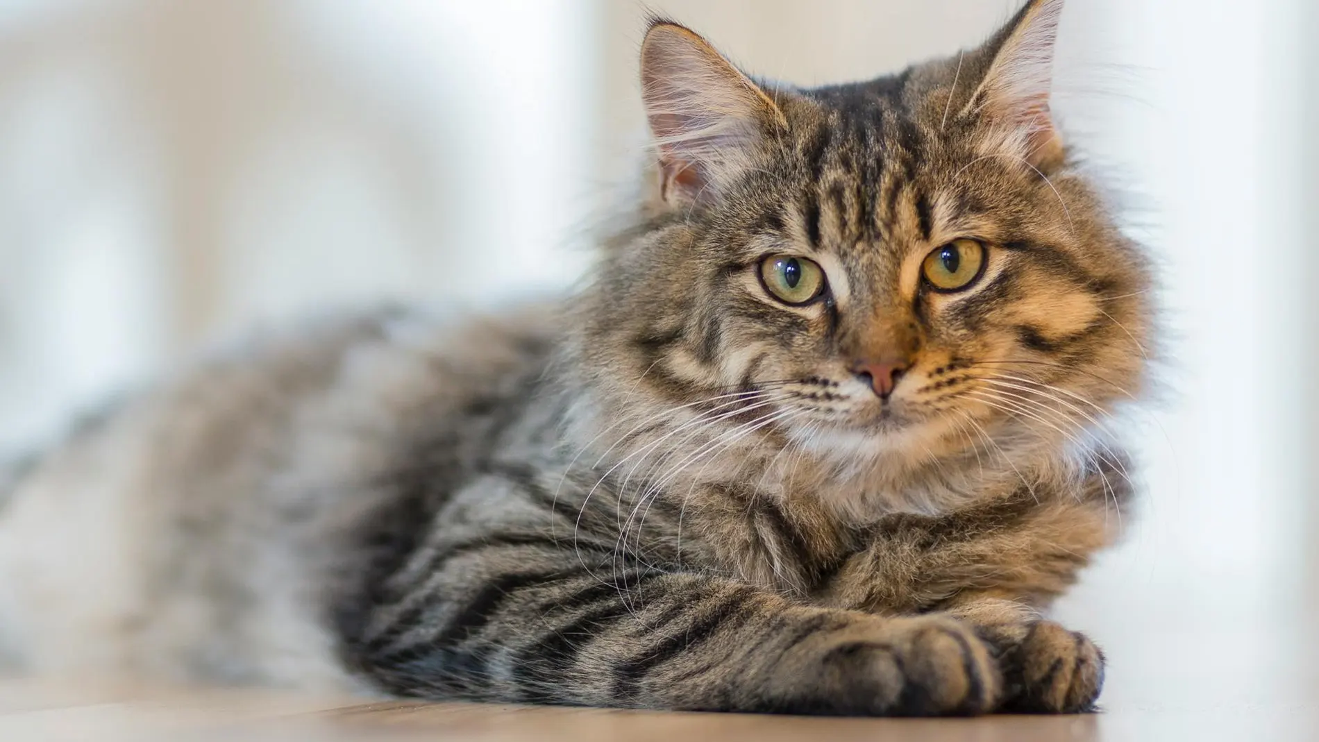¿Es buena idea que los gatos duerman en la cama del humano? Pocos lo saben, pero es una decisión crucial