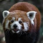Por qué el bebé panda rojo nacido en primavera que conquistó al mundo ha tenido que ser sacrificado