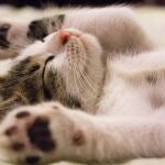 ¿Cuánto necesita jugar mi gato al día? Pocos lo saben, pero son más activos de lo que parecen