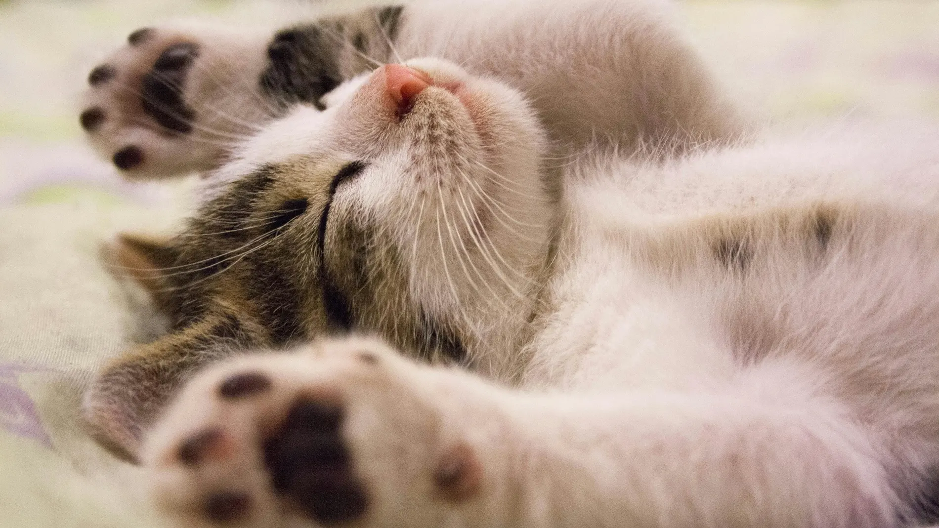 ¿Cuánto necesita jugar mi gato al día? Pocos lo saben, pero son más activos de lo que parecen