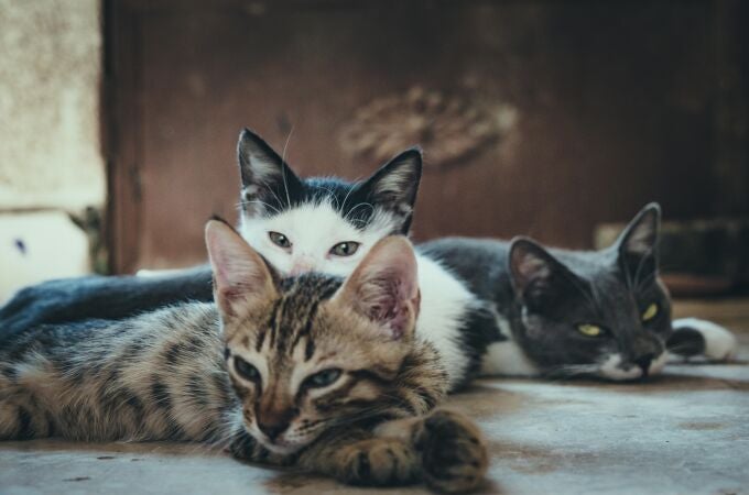 ¿Cómo evitar los mordiscos en tu gato? Es posible que estés jugando mal con tu gato