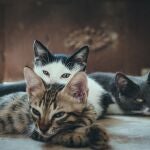 ¿Cómo evitar los mordiscos en tu gato? Es posible que estés jugando mal con tu gato