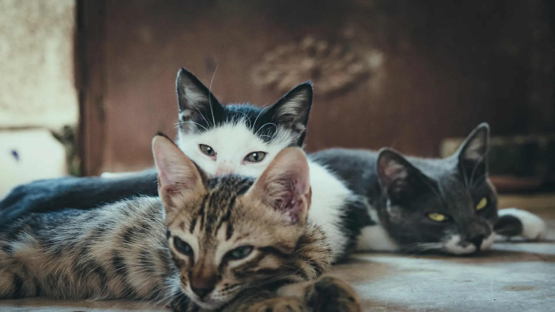 ¿Cómo evitar los mordiscos en tu gato? Es posible que estés jugando mal con tu gato