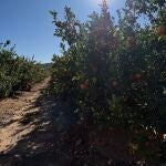 Las naranjas valencianas, al límite