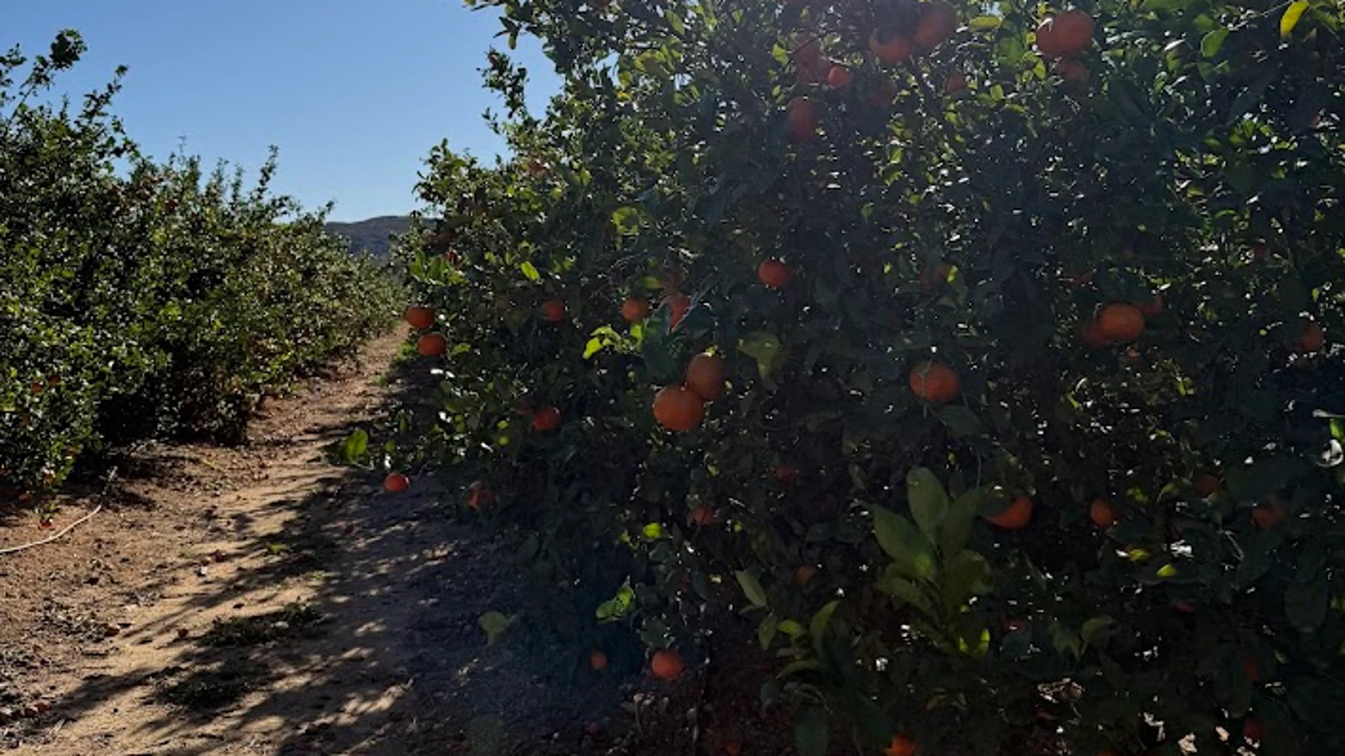 Las naranjas valencianas, al límite
