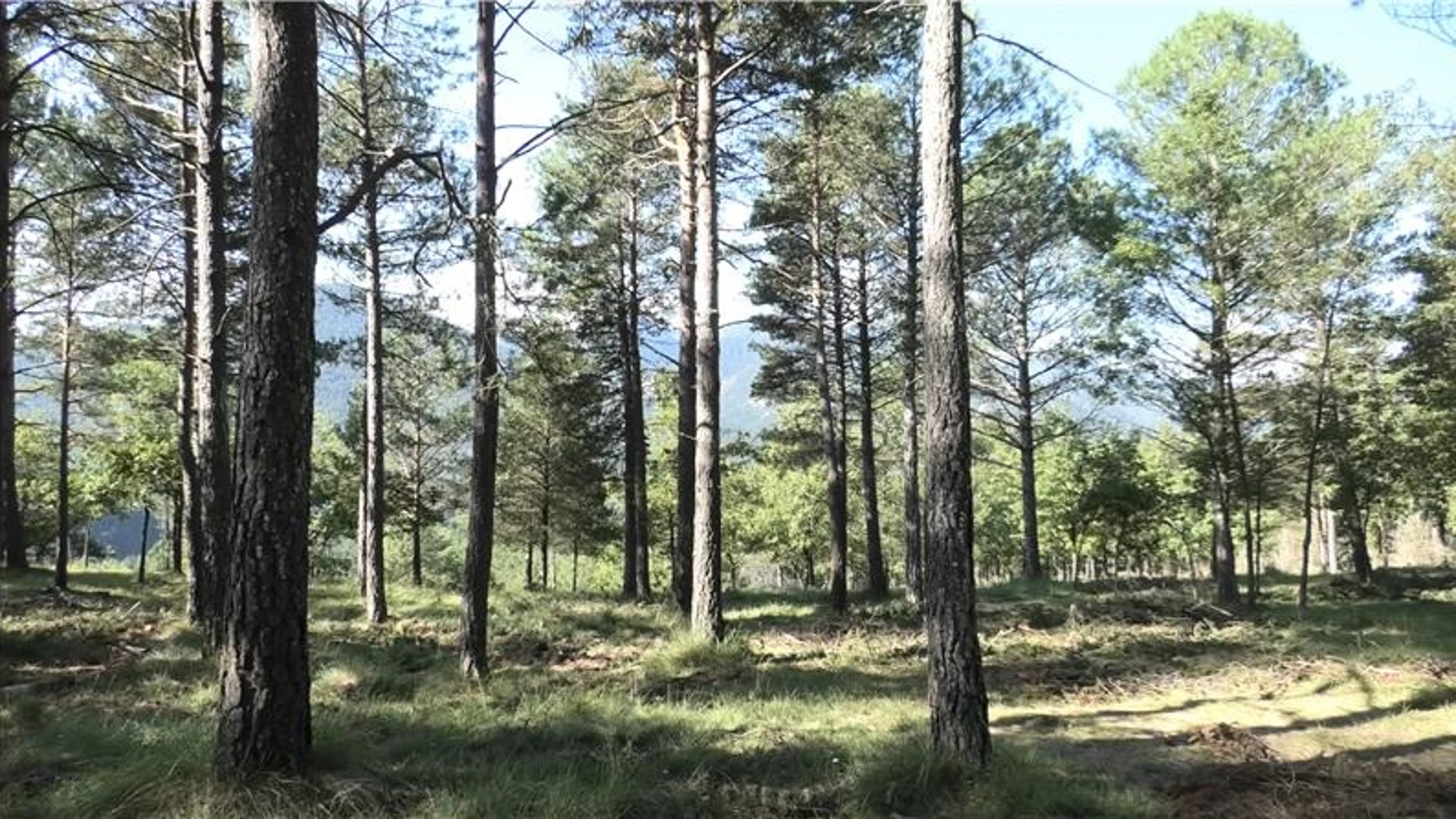 Eurecat lidera un proyecto para transformar biomasa de bosques en productos textiles sostenibles REMITIDA / HANDOUT por EURECAT Fotografía remitida a medios de comunicación exclusivamente para ilustrar la noticia a la que hace referencia la imagen, y citando la procedencia de la imagen en la firma 12/09/2025