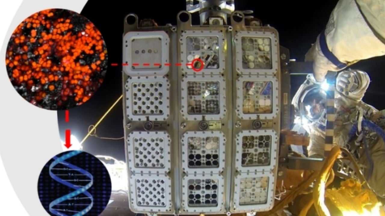 Esta es la mascota que la NASA quiere llevar a Marte