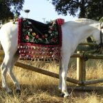 Caballo engalanado en Pedroche para los Piostros