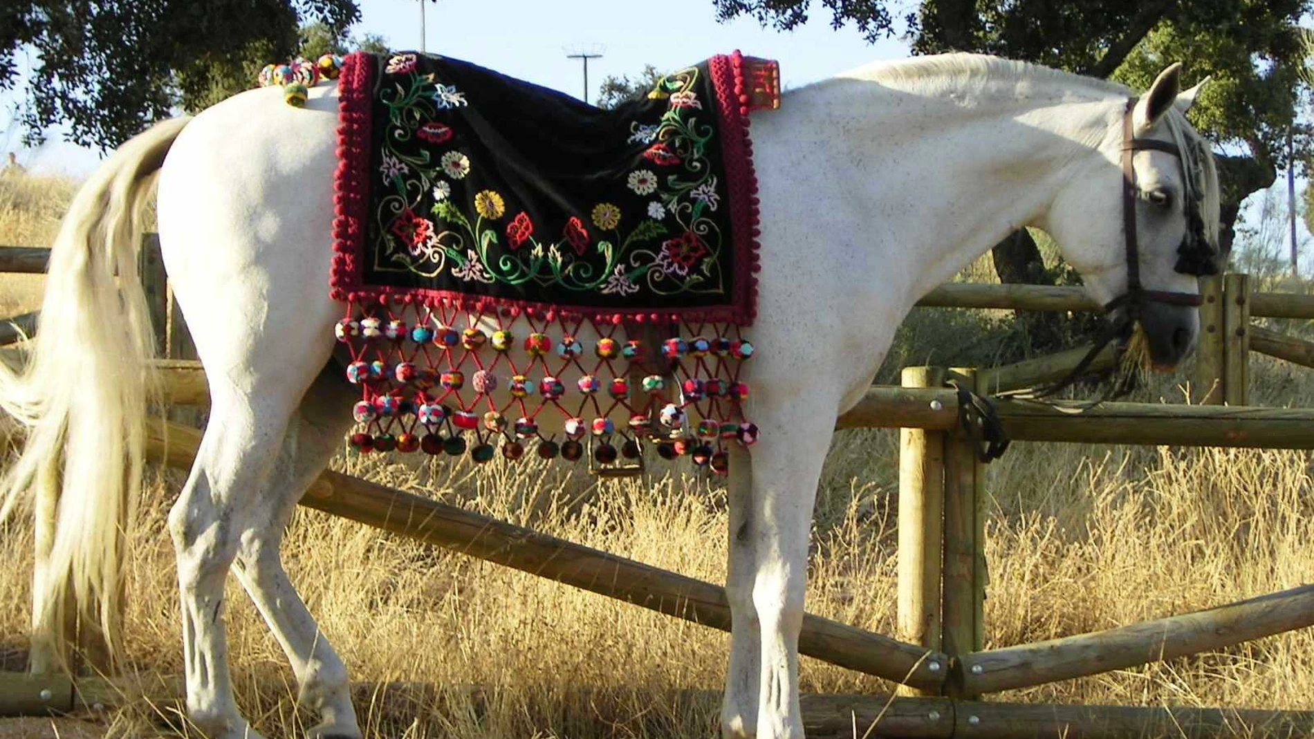 Caballo engalanado en Pedroche para los Piostros