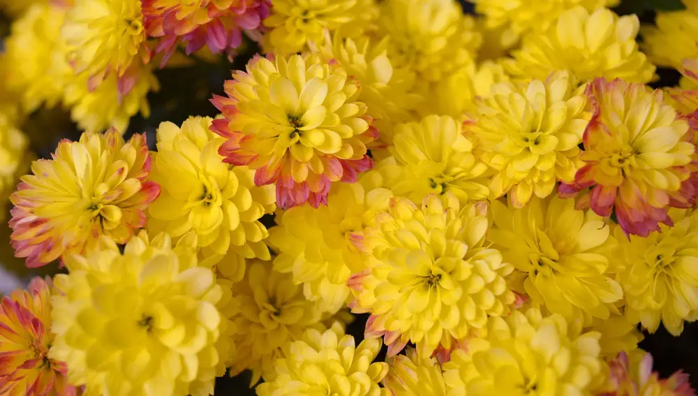 Crisantemos Amarillo