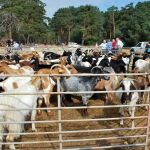 Feria de Ganado de Covaleda (Soria)