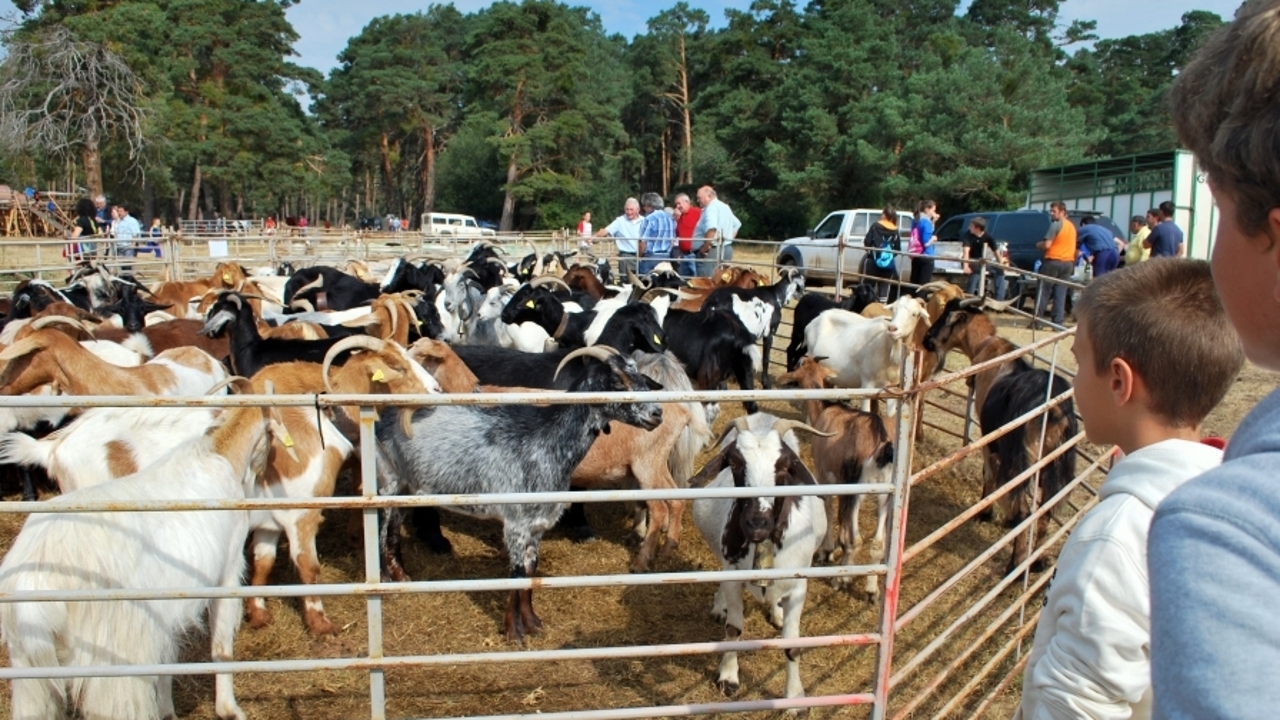 Las innumerables ventajas de que haya ganado en los montes para el medio rural