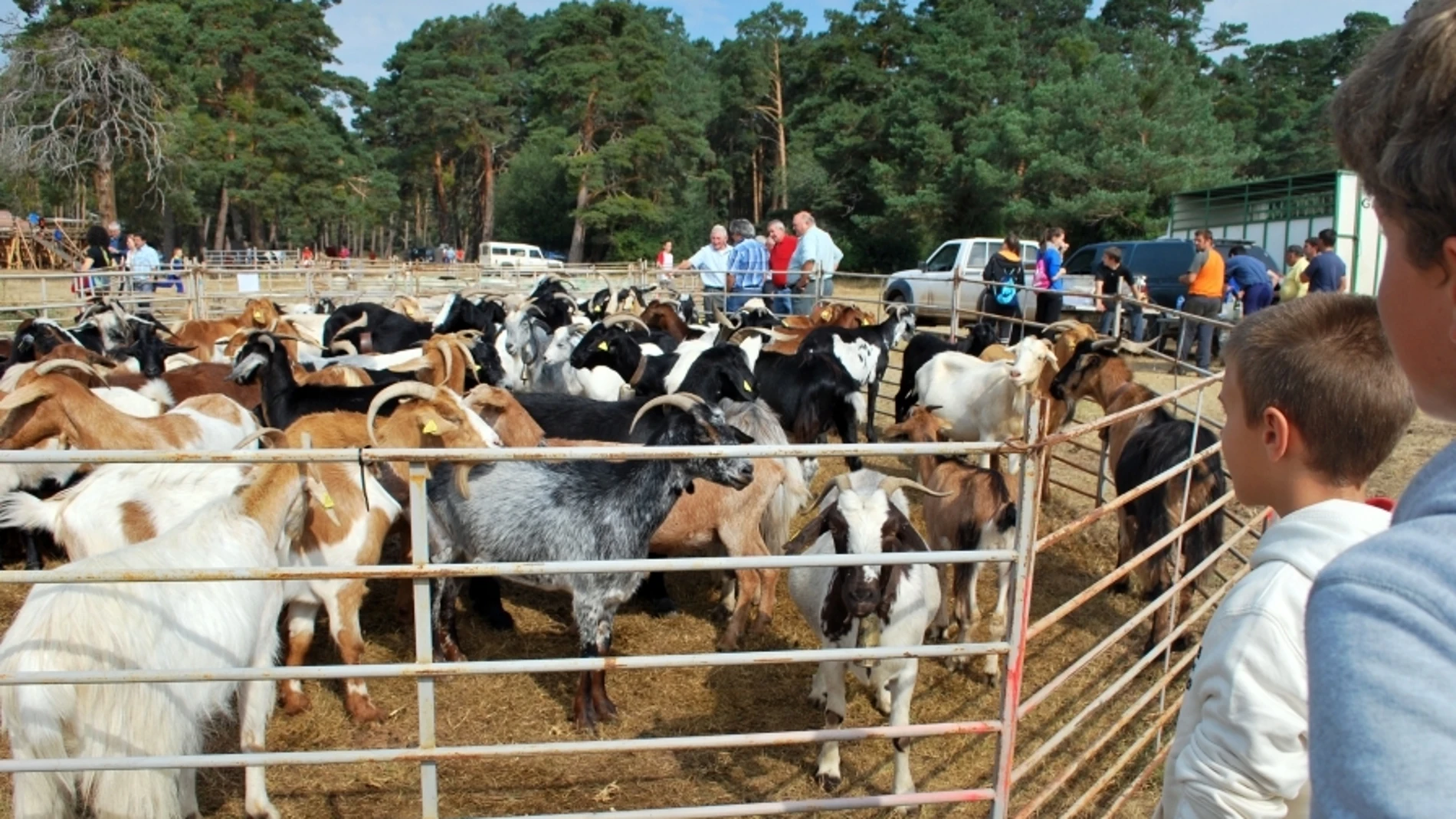 Feria de Ganado de Covaleda (Soria)