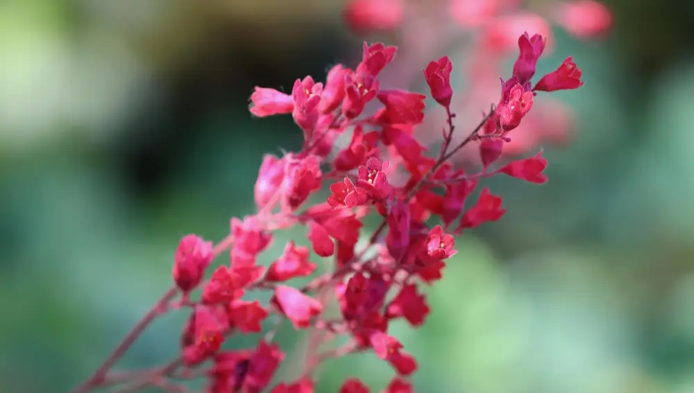 Heuchera