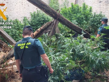 Plantas de marihuana en Navalmanzano halladas por la Guardia Civil