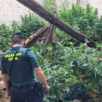 Plantas de marihuana en Navalmanzano halladas por la Guardia Civil