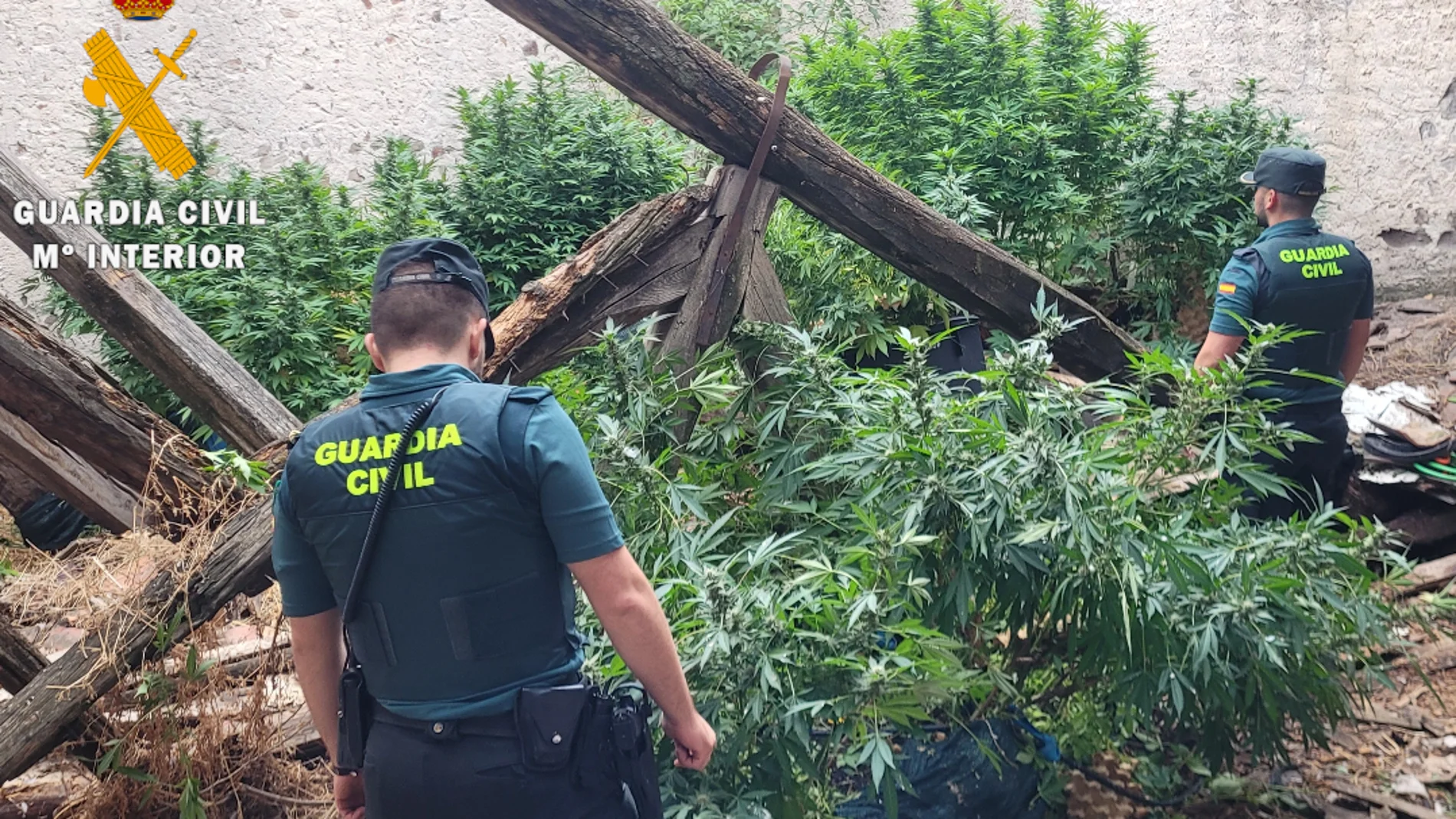 Plantas de marihuana en Navalmanzano halladas por la Guardia Civil