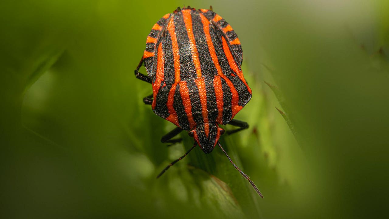 ¿Cuáles son las plagas más comunes del otoño y cómo evitarlas en casa?