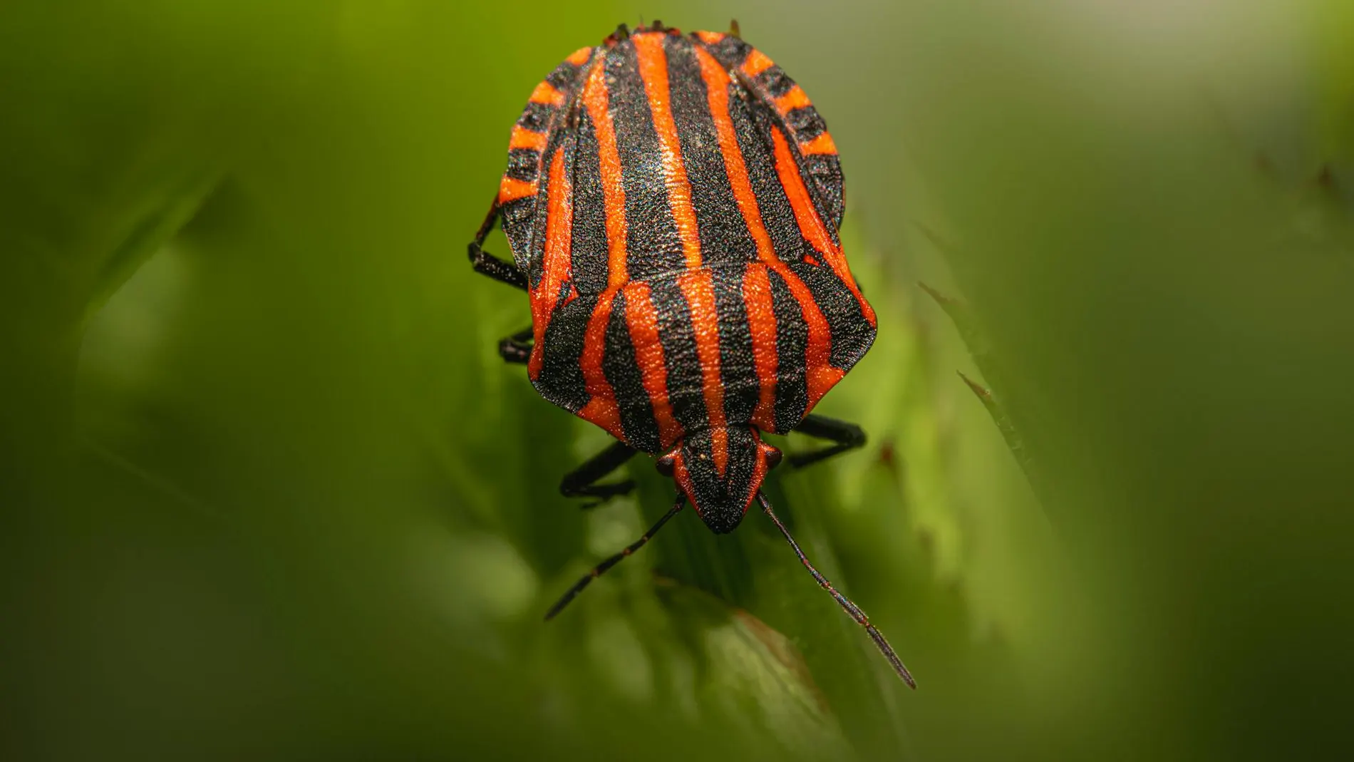 Chinche naranja y negro
