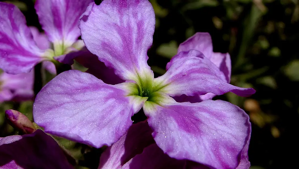Alhelí Malva