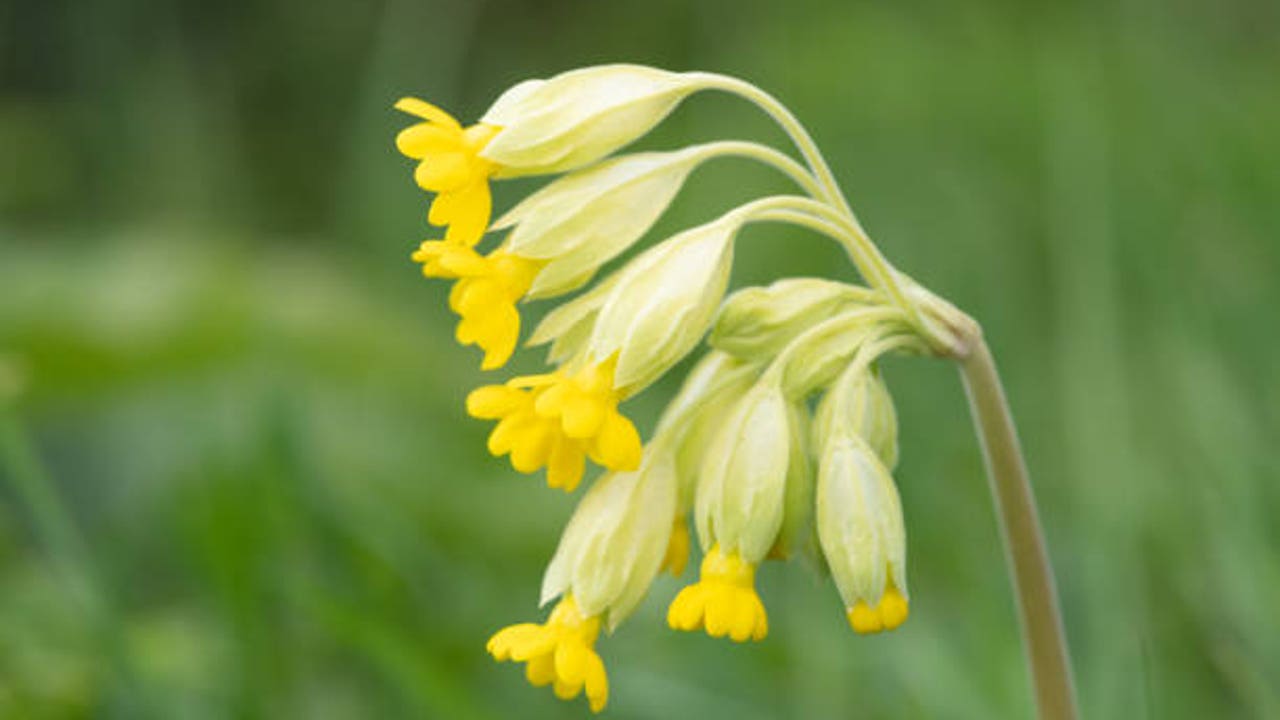 10 plantas perennes para plantar en septiembre y disfrutar de una espectacular floración primaveral
