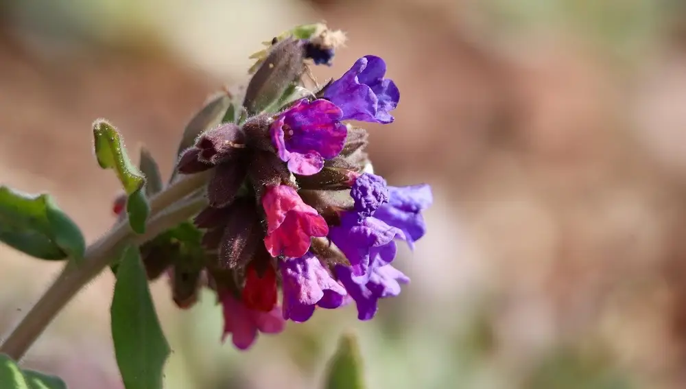 Flores de Pulmonaria