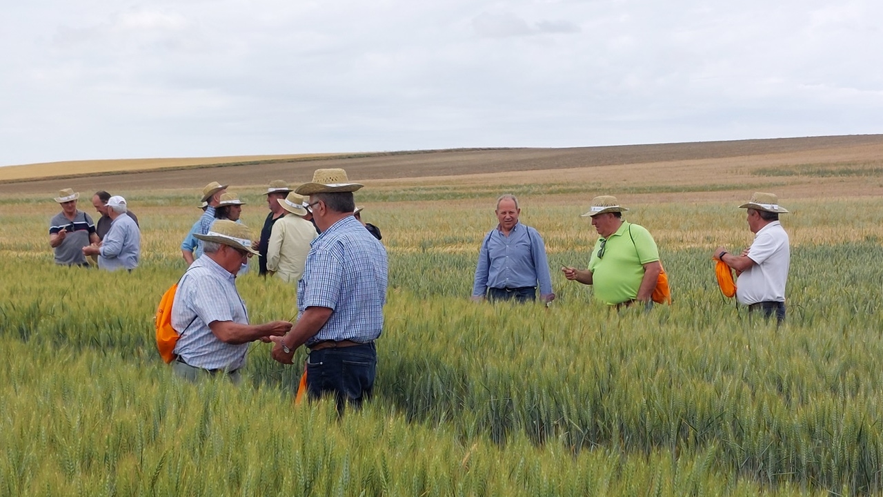Los campos demostrativos de cereal en Castilla y León demuestran que las semillas certificadas esta campaña han logrado hasta un 15 % más de rendimiento